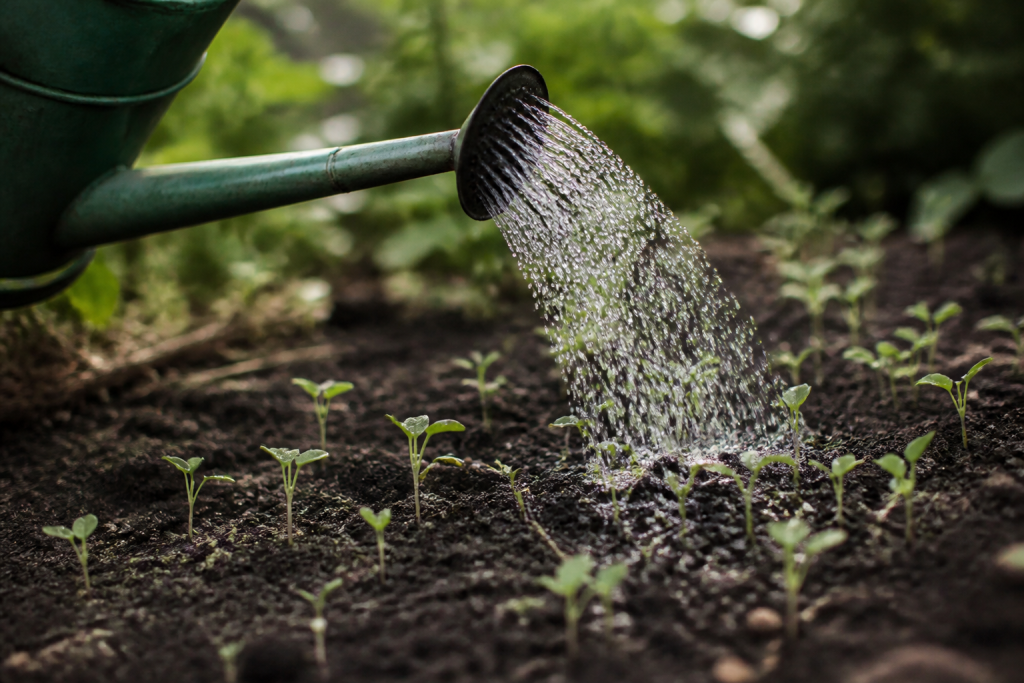 Arrosoir versant eau fine sur jeunes plants germes