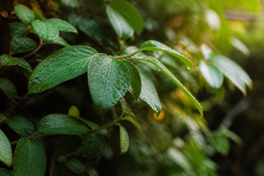 Gouttes eau sur feuilles vertes en lumiere matinale douce