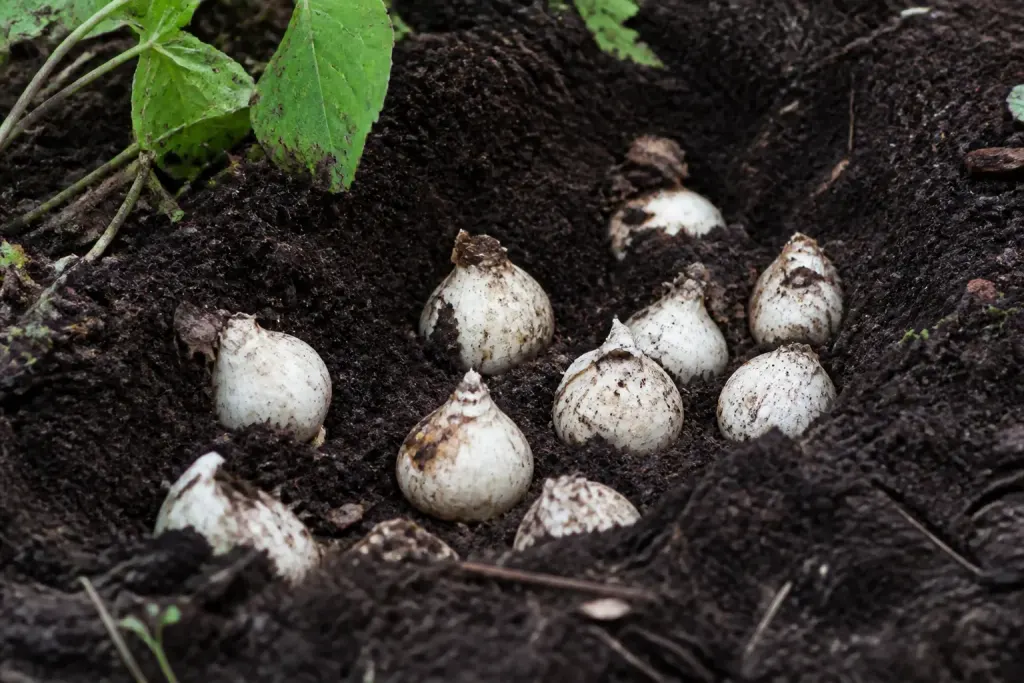 Bulbes blancs plantes dans terre humide septembre