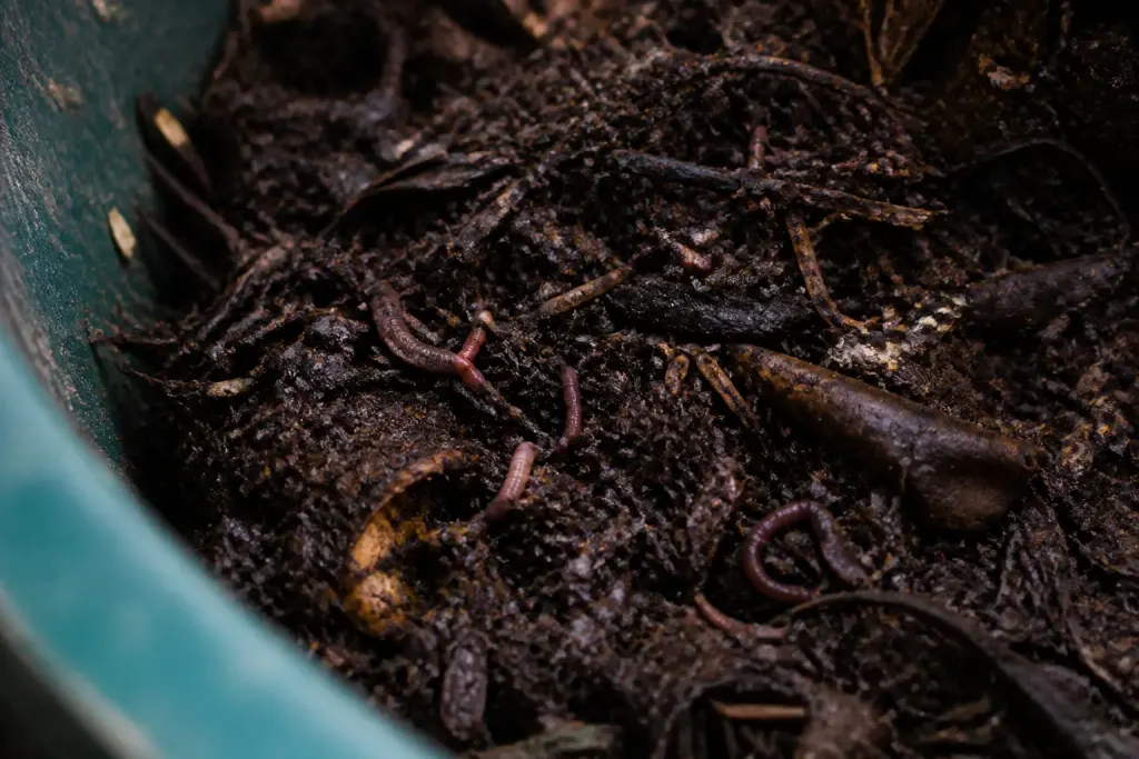 Tas de compost brun foncé avec vers et matière décomposée