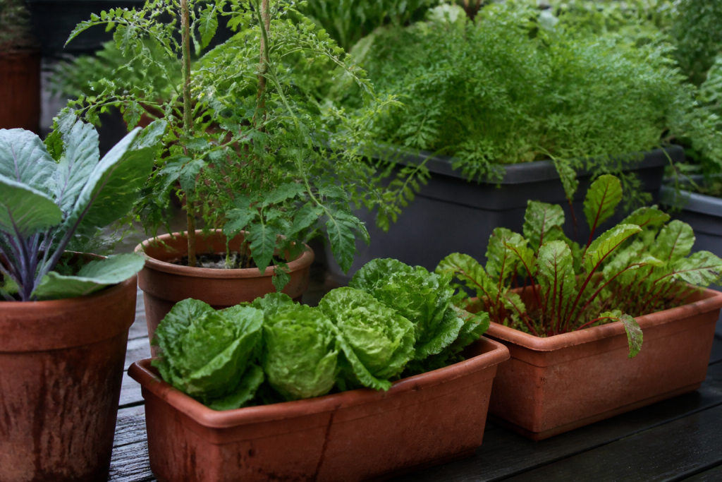 Bacs rectangulaires et pots profonds remplis de légumes