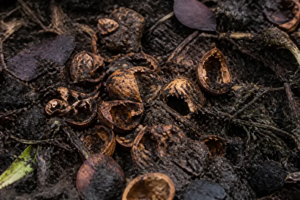 Coquilles de noix brunes dans compost noir humide