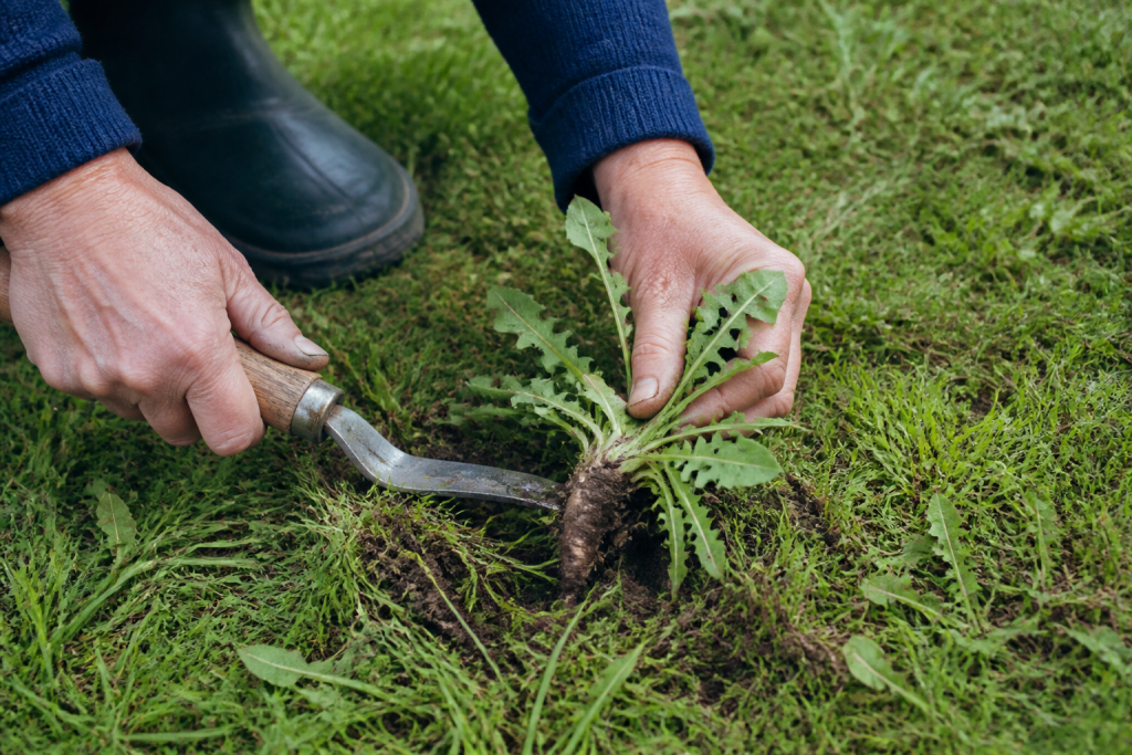 Personne extracting dandelion roots with weeding knife in grass