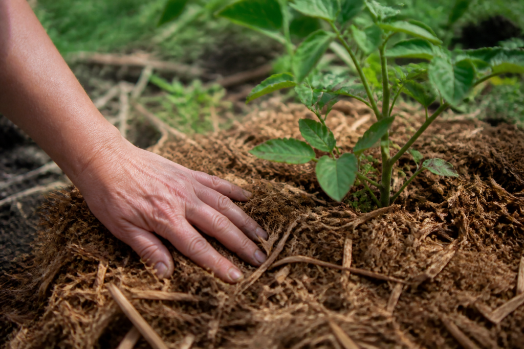 Main avec paillis brun autour plante verte