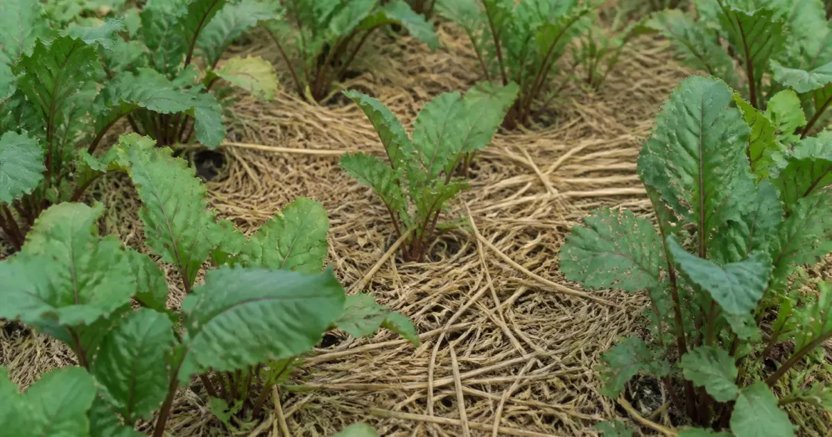 Paille etalee sur terre entre les plants de legumes