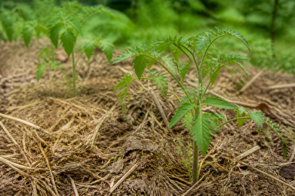 Jeunes plants de tomates entourés de paillis brun clair