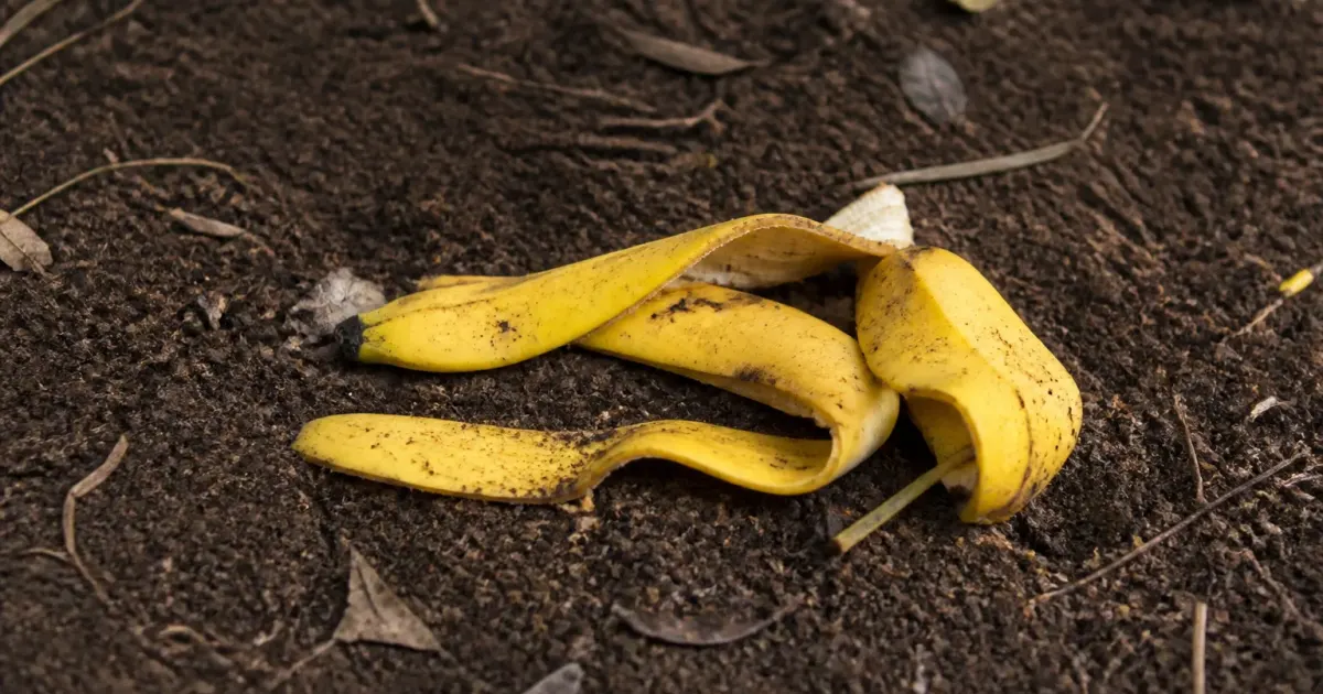 Pelures de banane jaunes reposant sur terre brune composee