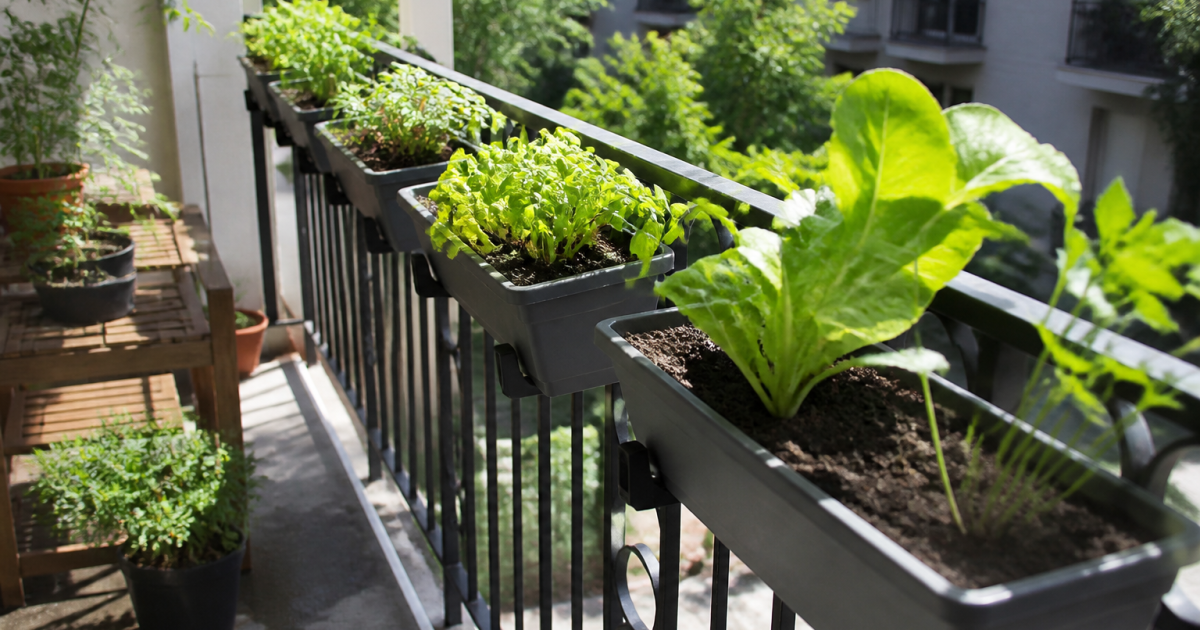 Petits bacs plants alignes sur rampe balcon ensoleille