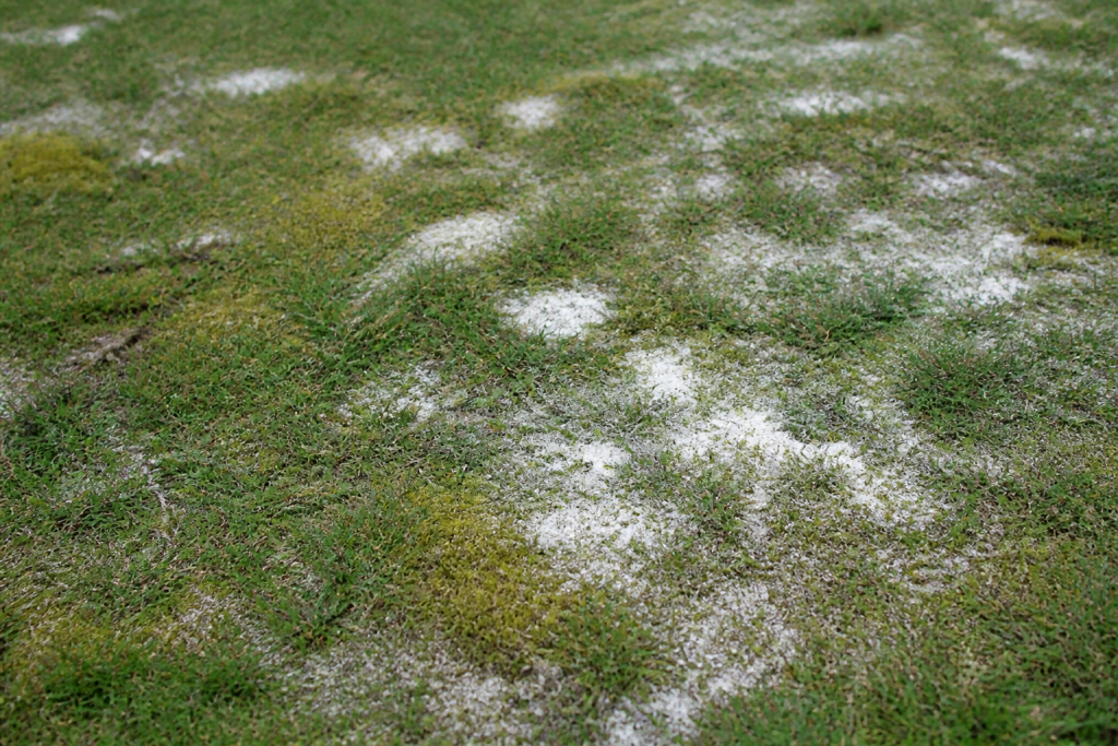 Pelouse verte avec mousse, chaux blanche dispersée au sol