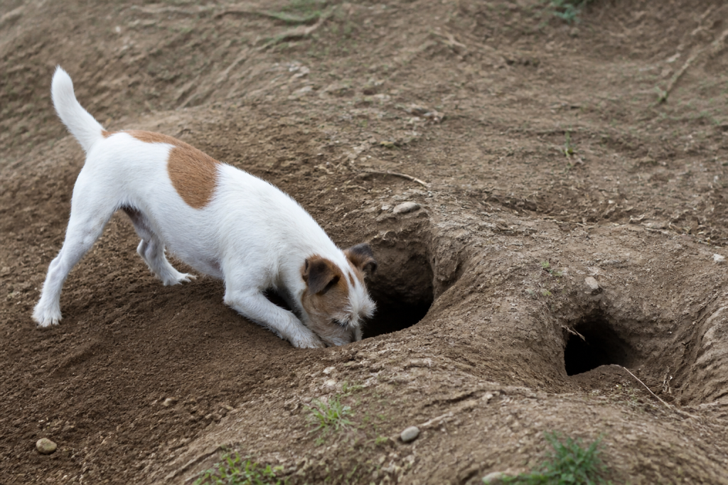 Terrier avec galeries souterraines creusées par animaux nocturnes